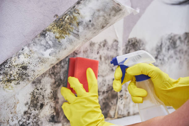 Best Emergency Mold Remediation  in Maplewood, MN